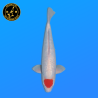 Koi Japon Nisai Ginrin Tancho eleveur Shinoda 40-42 cm