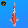 Koi Japan Nisai Doitsu Kohaku kweker Shinoda 40-42 cm