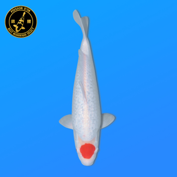 Koi Japon Nisai Ginrin Tancho eleveur Shinoda 40-42 cm