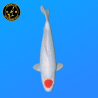 Koi Japan Nisai Ginrin Tancho kweker Shinoda 40-42 cm