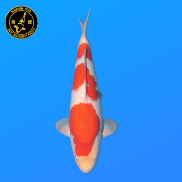 Koi Japon Nisai kohaku Femelle eleveur Torazo 40 cm