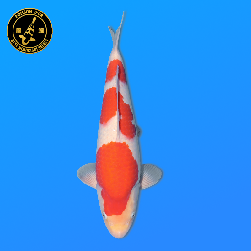 Koi Japan Nisai kohaku Vrouw kweker Torazo 40 cm