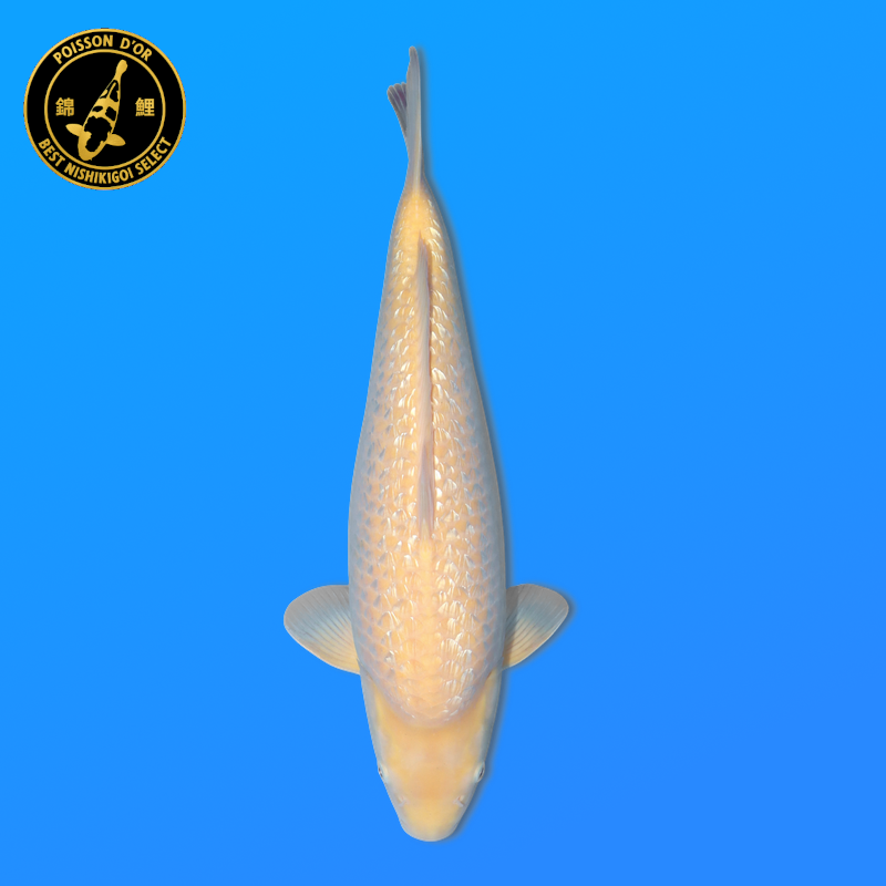 Koi Japan Nisai Ginrin karashi Vrouw kweker Torazo 45 cm