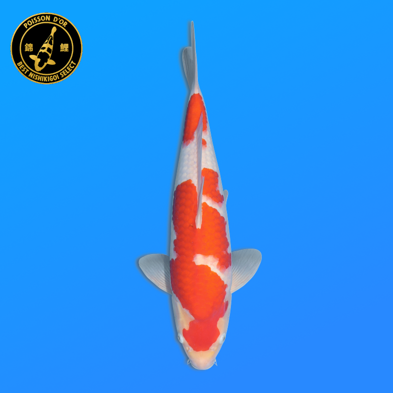 Koi Japan Nisai kohaku Vrouw kweker Torazo 42 cm
