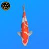Koi Japon Nisai kohaku Femelle eleveur Torazo 42 cm