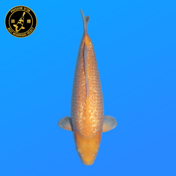 Koi Japan Nisai Ginrin karashi Vrouw kweker Torazo 46 cm