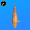 Koi Japon Nisai Ginrin karashi Femelle eleveur Torazo 46 cm