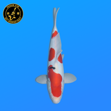 Koi Japan Nisai Doitsu Sanke kweker Shinoda 40-42 cm