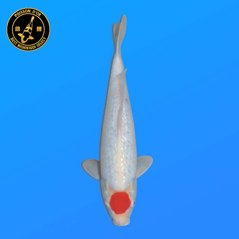 Koi Japan Nisai G. Tancho Kohaku kweker Shinoda 40-42 cm