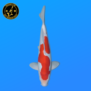 Koi Japon Nisai Doitsu Kohaku eleveur Shinoda 40-42 cm