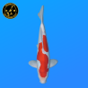 Koi Japan Nisai Doitsu Kohaku kweker Shinoda 40-42 cm