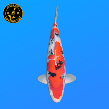 Koi Japon Nisai Sanke Male eleveur Ooya 50 cm