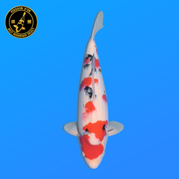 Koi Japan Nisai Sanke Man kweker Ooya 50 cm