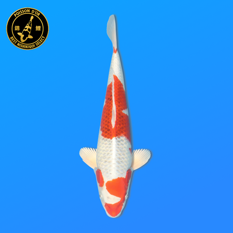 Koi Japon Nisai Sakura Goromo eleveur Marusei 35-40 cm
