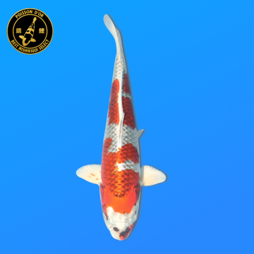 Koi Japan Nisai Kujaku kweker Marusei 35-40 cm
