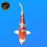 Koi Japon Nisai Kujaku eleveur Marusei 35-40 cm