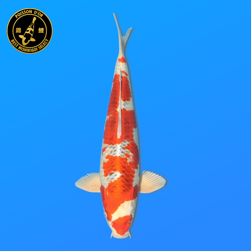 Koi Japan Nisai Kujaku kweker Marusei 35-40 cm