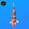 Koi Japan Nisai Kujaku kweker Marusei 35-40 cm