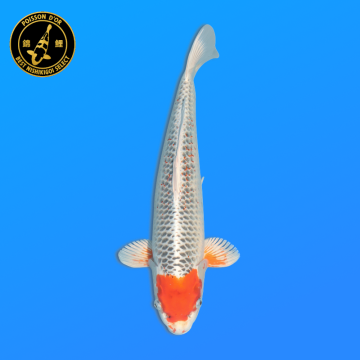 Koi Japan Nisai Tancho Kujaku kweker Marusei 35-40 cm
