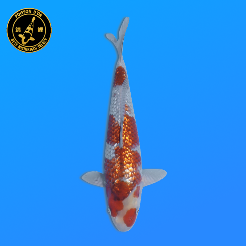 Koi Japon Nisai Ginrin Ochiba eleveur Seiki 35-43 cm