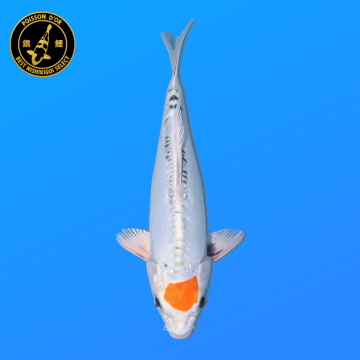 Koi Japan Nisai Tancho Yamato kweker Seiki 35-43 cm