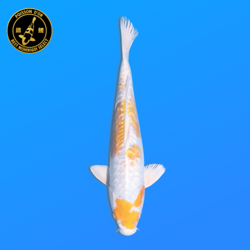 Koi Japan Nisai Doitsu Hariwake kweker Seiki 35-43 cm