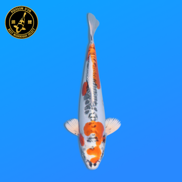 Koi Japon Nisai Doitsu Kujaku eleveur Seiki 35-43 cm