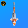 Koi Japon Nisai Doitsu Kujaku eleveur Seiki 35-43 cm