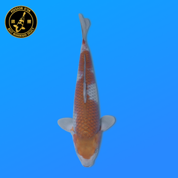 Koi Japan Nisai Ochibashigure kweker Seiki 35-43 cm