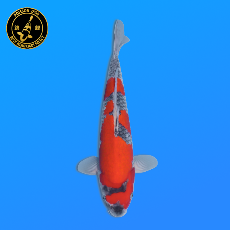 Koi Japan Nisai Goshiki kweker Seiki 35-43 cm
