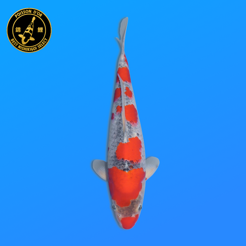 Koi Japan Nisai Goshiki kweker Seiki 35-43 cm