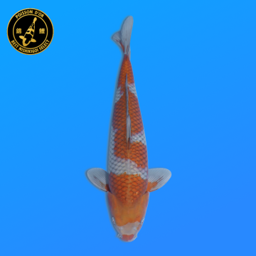 Koi Japan Nisai Ochibashigure kweker Seiki 35-43 cm