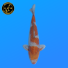 Koi Japan Nisai Ochibashigure kweker Seiki 35-43 cm