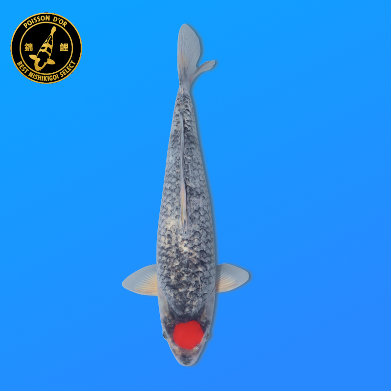 Koi Japon Nisai Tancho Goshiki eleveur Seiki 35-43 cm