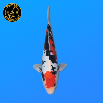 Koi Japan Nisai Beni Kumon. kweker Seiki 35-43 cm