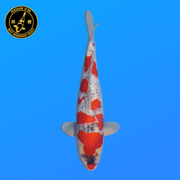 Koi Japan Nisai Goshiki kweker Seiki 35-43 cm