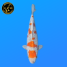 Koi Japan Nisai Ochiba. Metal. kweker Seiki 35-43 cm