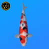 Koi Japan Nisai Sanke Vrouw kweker Ooya 56 cm