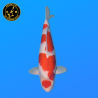 Koi Japon Nisai Sanke Femelle eleveur Ooya 53 cm