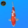 Koi Japan Nisai Sanke Vrouw kweker Ooya 54 cm