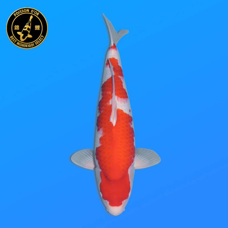 Koi Japan Nisai kohaku Vrouw kweker Ooya 57 cm