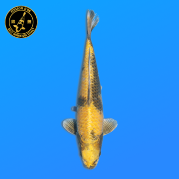 Koi Japan Nisai KinKi Utsuri kweker Marusaka 35-40 cm