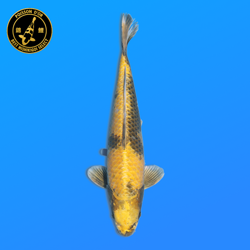 Koi Japan Nisai KinKi Utsuri kweker Marusaka 35-40 cm