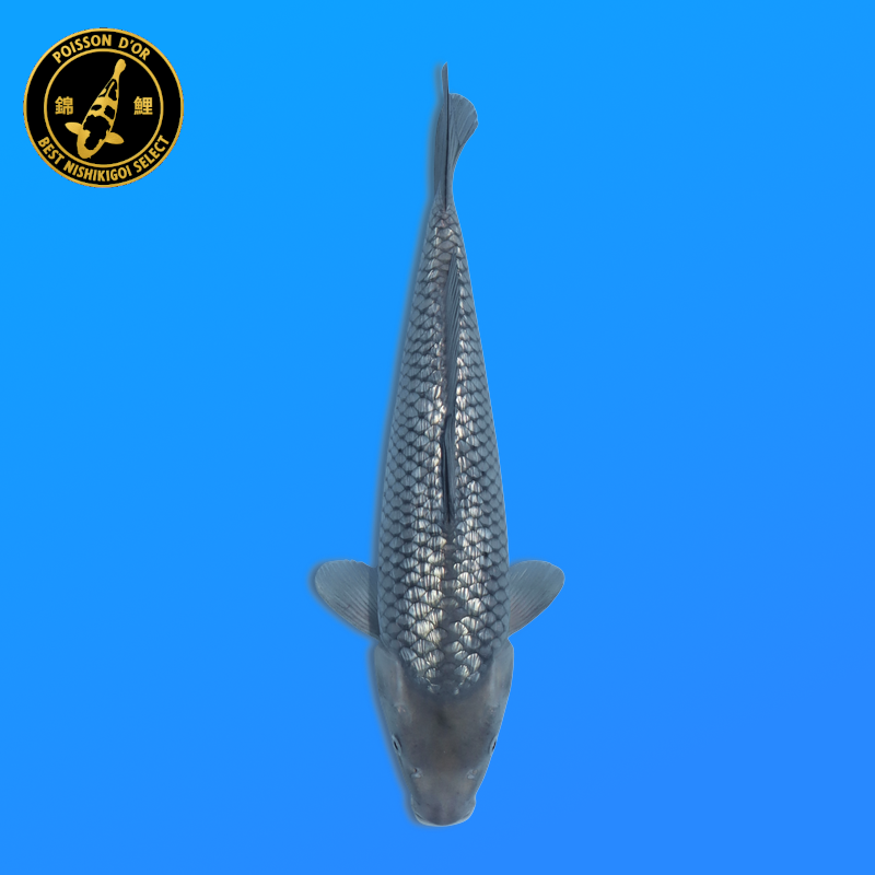 Koi Japan Nisai Ginrin Soragoi kweker Marusaka 35-40 cm