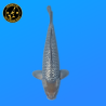 Koi Japan Nisai Ginrin Soragoi kweker Marusaka 35-40 cm