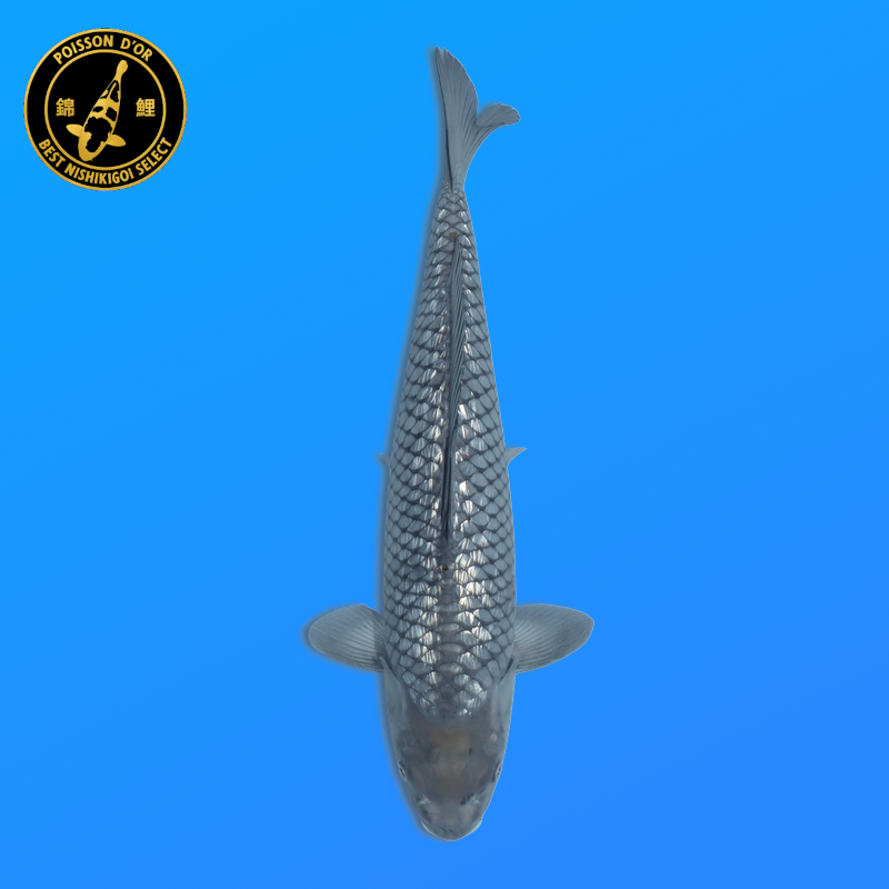 Koi Japon Nisai Ginrin Soragoi eleveur Marusaka 35-40 cm
