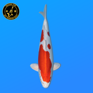Koi Japon Nisai Kikusui eleveur Marusaka 35-40 cm