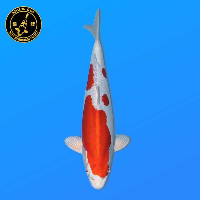 Koi Japon Nisai Kikusui eleveur Marusaka 35-40 cm