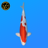 Koi Japan Nisai Kikusui kweker Marusaka 35-40 cm