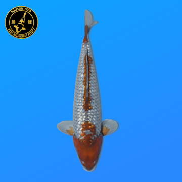 Koi Japan Nisai Ginrin Ochiba kweker Marusaka 35-40 cm